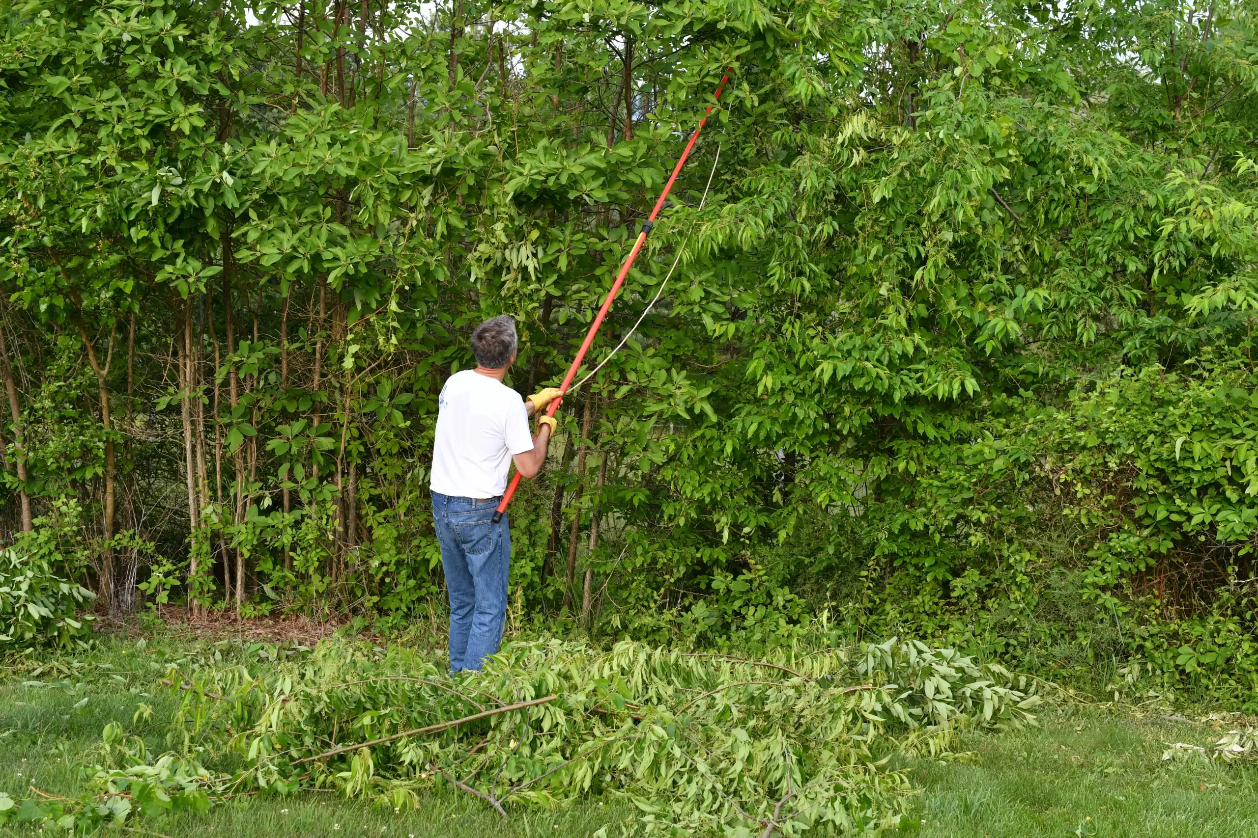 A person in a white shirt and jeans is using a long pole saw to trim branches from tall trees in a lush, green yard. Cut branches are scattered on the grass around them.